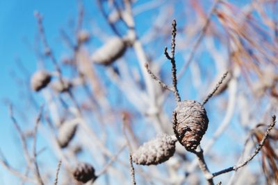 Close-up of dried plant on snow