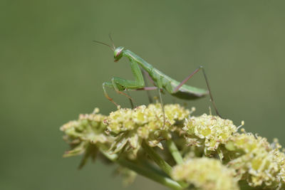 Close-up of insect on flower