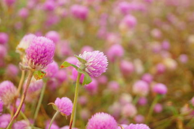 Close-up of pink flowering plant on field