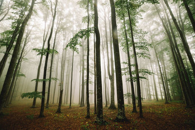Trees in forest