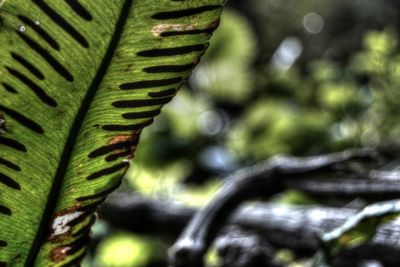 Close-up of green leaves