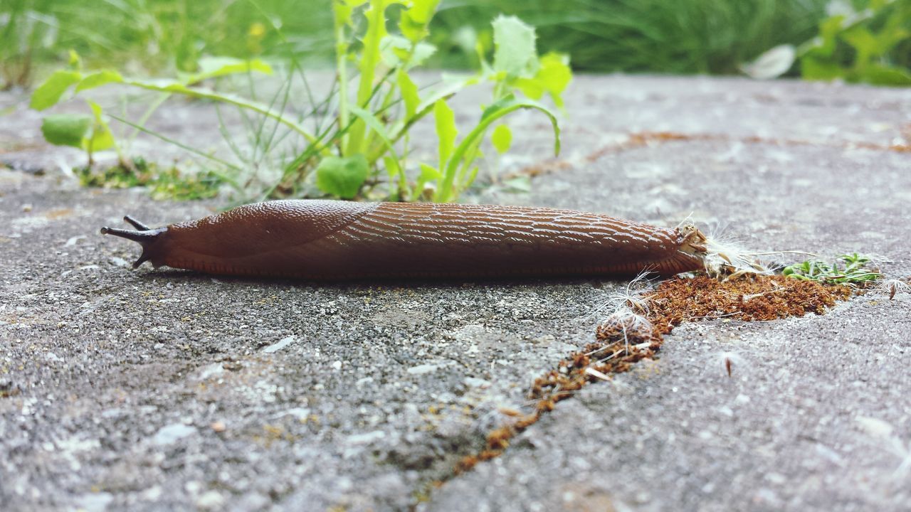 one animal, animal themes, animals in the wild, wildlife, insect, close-up, selective focus, nature, animal antenna, focus on foreground, ground, outdoors, day, surface level, side view, no people, leaf, brown, butterfly, rock - object