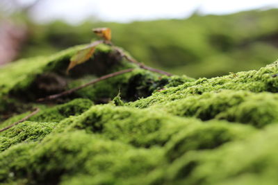 Close-up of lizard on moss