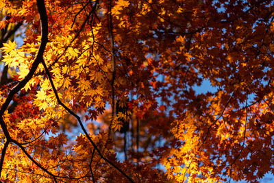 Low angle view of maple tree