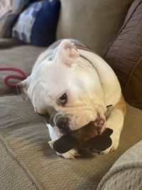 Close-up of dog resting on bed at home