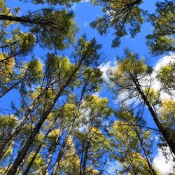 Low angle view of trees against sky