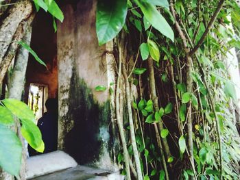 Close-up of ivy growing on tree trunk