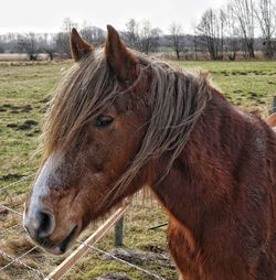 Horse standing in ranch