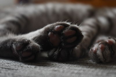 Close-up of cat relaxing at home