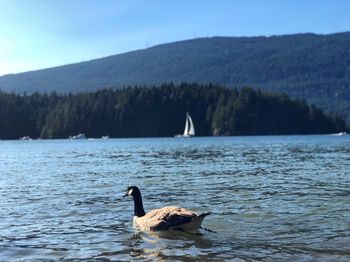 Swans swimming in lake