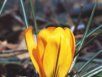 Close-up of yellow flower