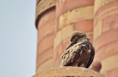 Low angle view of bird perching on wall