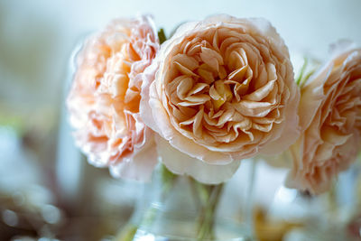Close-up of white rose flower
