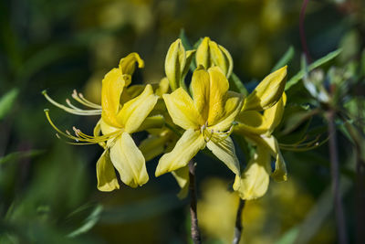 Close-up of yellow flowering plant