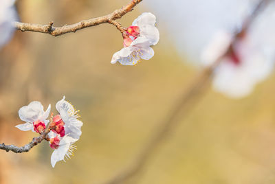 Close-up on plum trees in bloom on a bokeh background in the koishikawa botanical gardens of tokyo.