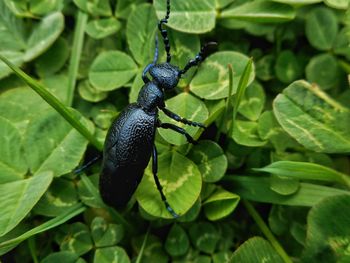 Close-up of insect on leaf