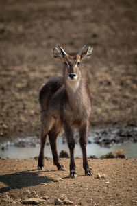 Young male common waterbuck stands by water