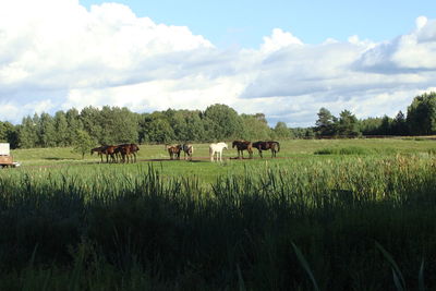 Cows grazing on field against sky