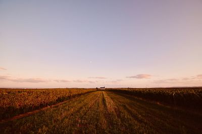 Scenic view of agricultural field against sky during sunset