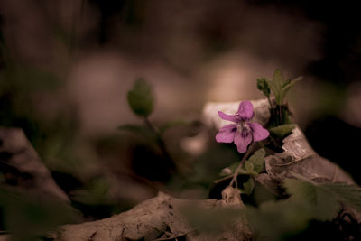 Close-up of pink flowering plant
