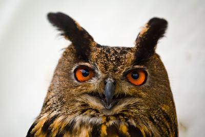 Close-up portrait of owl