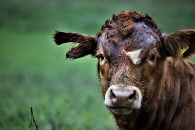 animal themes