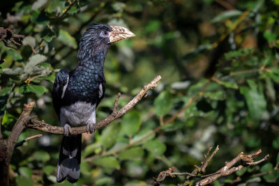 Close-up of bird perching on tree