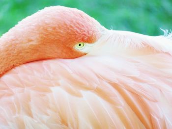 Close-up of flamingo preening