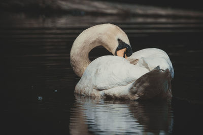 Swan floating on lake