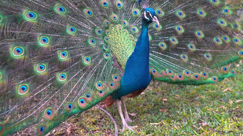 View of peacock