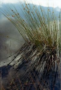 Close-up of plants in water