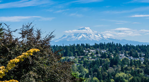 Panoramic view of trees and plants against sky