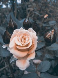 High angle view of rose on plant