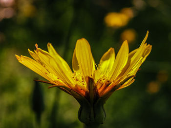 Close-up of yellow flowering plant