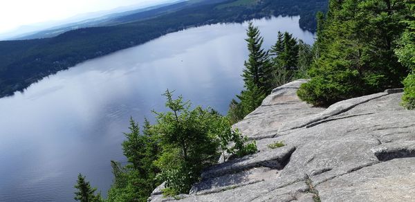 Scenic view of pine trees against sky