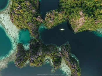 Close-up of tree by sea