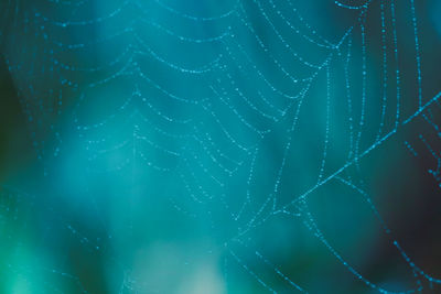 Full frame shot of wet spider web