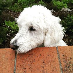 Close-up of white dog