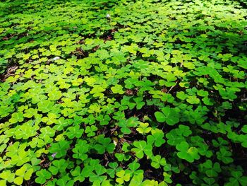 Full frame shot of leaves floating on plant