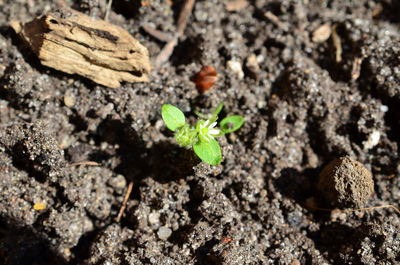 High angle view of small plant growing on rock