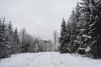 Pine trees on snow covered land against sky