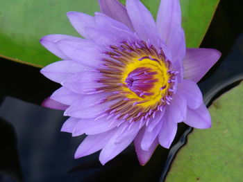 Macro shot of purple water lily
