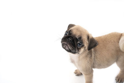 Close-up of a dog over white background