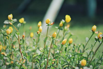 Close-up of yellow flowering plants on field