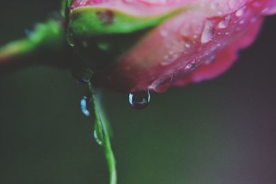 Close-up of raindrops on flower