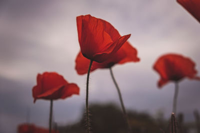 Red poppy in summer. close-up of poppy blossom flowers