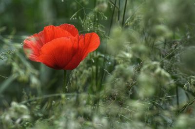 Close-up of poppy blooming on field