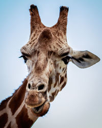 Close-up of a giraffe against clear sky