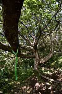 Trees growing in forest