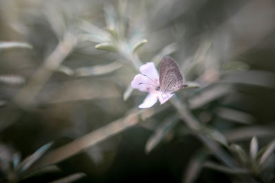 Close-up of white purple flower